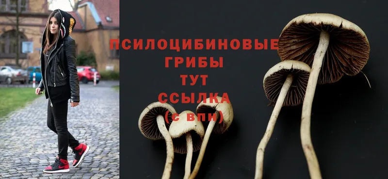 Псилоцибиновые грибы Magic Shrooms  Георгиевск 